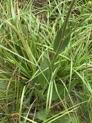 Bothriochloa longipaniculata