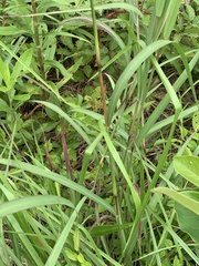 Bothriochloa longipaniculata
