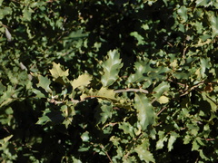 Quercus × undulata
