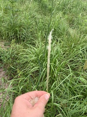 Bothriochloa longipaniculata