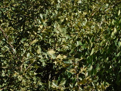 Quercus × undulata