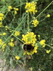 Bombus terrestris