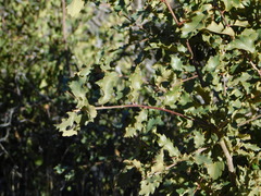Quercus × undulata