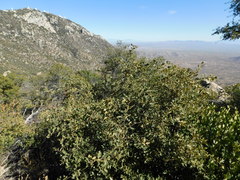 Quercus × undulata
