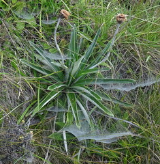 Celmisia verbascifolia