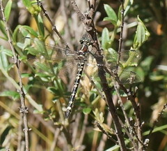 Eusynthemis brevistyla