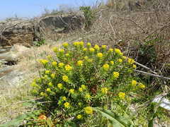 Euphorbia jolkinii