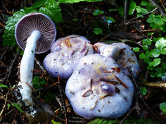 Cortinarius salor