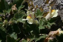 Asarina procumbens