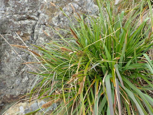 Carex wahuensis ssp. wahuensis