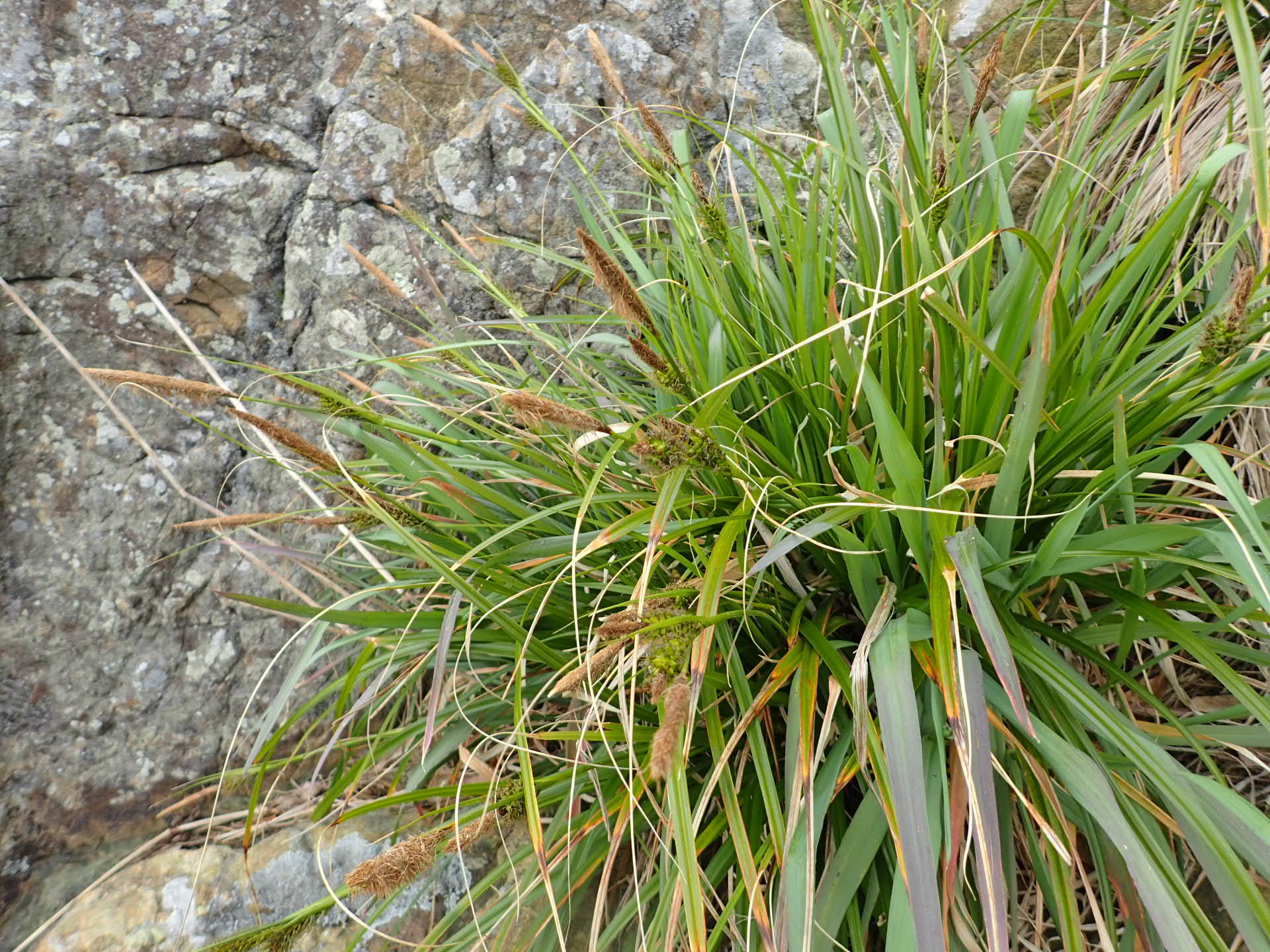 Carex wahuensis ssp. wahuensis