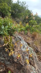 Encyclia parviflora