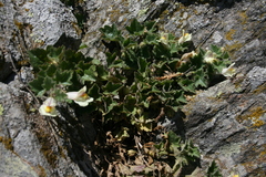 Asarina procumbens