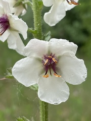 Verbascum blattaria