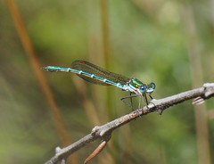 Austrolestes cingulatus