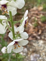 Verbascum blattaria