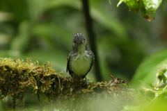 Dysithamnus puncticeps