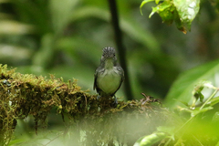 Dysithamnus puncticeps