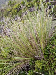 Festuca petraea