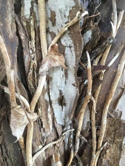 Amylostereum laevigatum