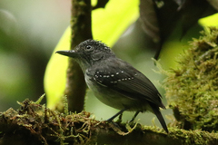 Dysithamnus puncticeps