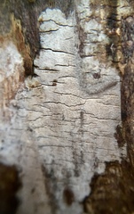 Amylostereum laevigatum