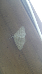 Perconia strigillaria