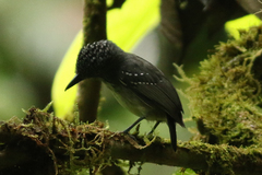 Dysithamnus puncticeps