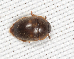 Amphicrossus ciliatus