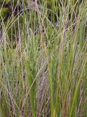 Festuca petraea