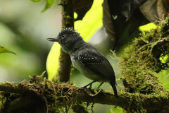Dysithamnus puncticeps