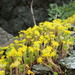 Rocky Moss-rose Stonecrop - Photo (c) Keita Watanabe, some rights reserved (CC BY-NC), uploaded by Keita Watanabe