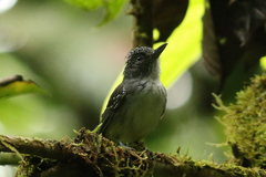 Dysithamnus puncticeps