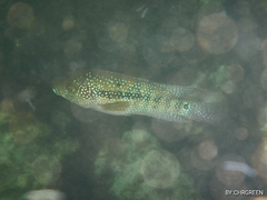 Rocio octofasciata