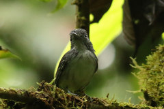 Dysithamnus puncticeps