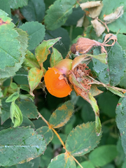 Phragmidium mucronatum