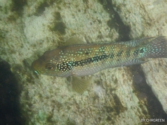 Rocio octofasciata