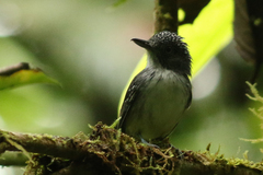 Dysithamnus puncticeps