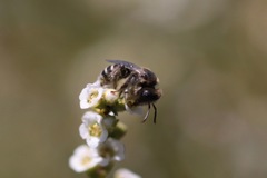 Hesperapis ilicifoliae