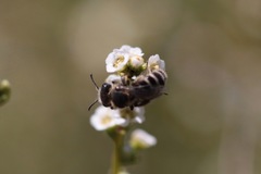 Hesperapis ilicifoliae