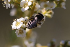 Hesperapis ilicifoliae