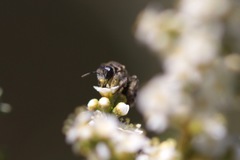 Hesperapis ilicifoliae