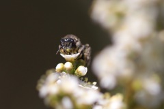 Hesperapis ilicifoliae