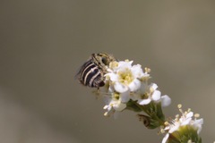 Hesperapis ilicifoliae