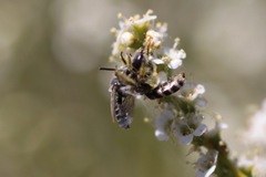 Hesperapis ilicifoliae