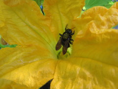Xylocopa