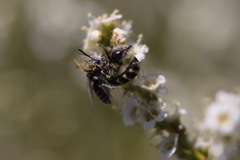 Hesperapis ilicifoliae