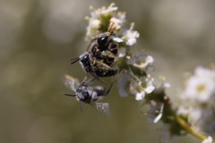 Hesperapis ilicifoliae