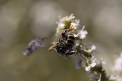 Hesperapis ilicifoliae