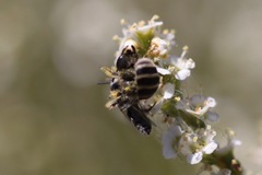 Hesperapis ilicifoliae